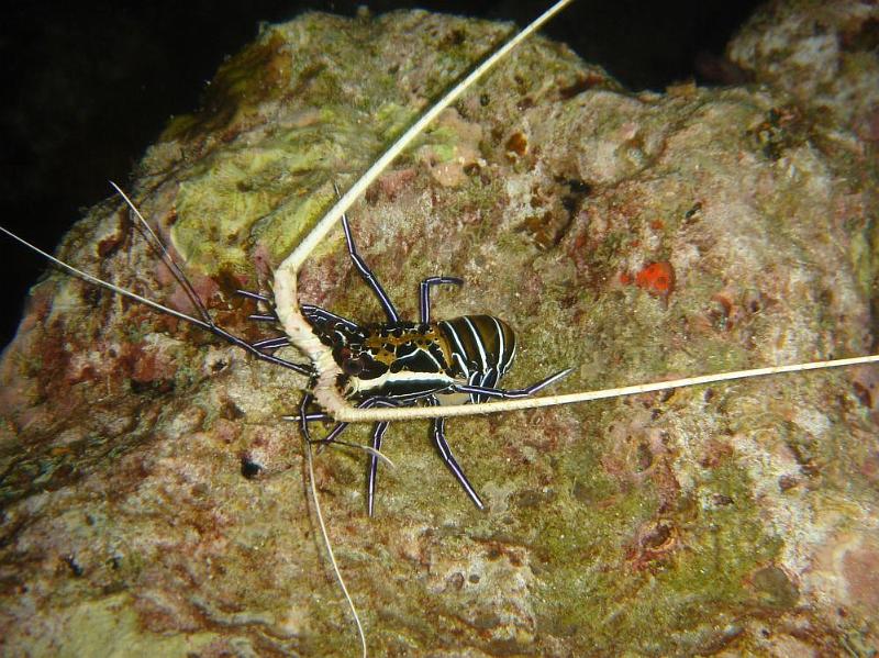 SIMILAN nov  2008 .PHOTO PHILIPPE (138).JPG